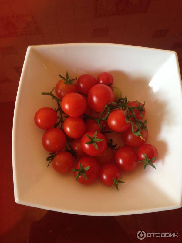 Описание сорта томата ред робин, особенности выращивания и ухода – дачные дела