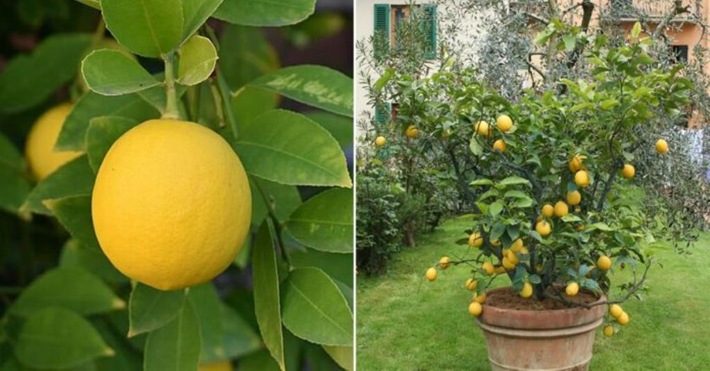 Обрезка лимонов в домашних условиях — инструкция с фото и видео