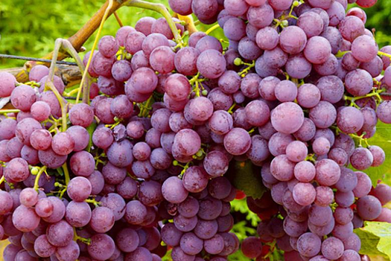 Виноград без семечек — столовый сорт «коринка русская»