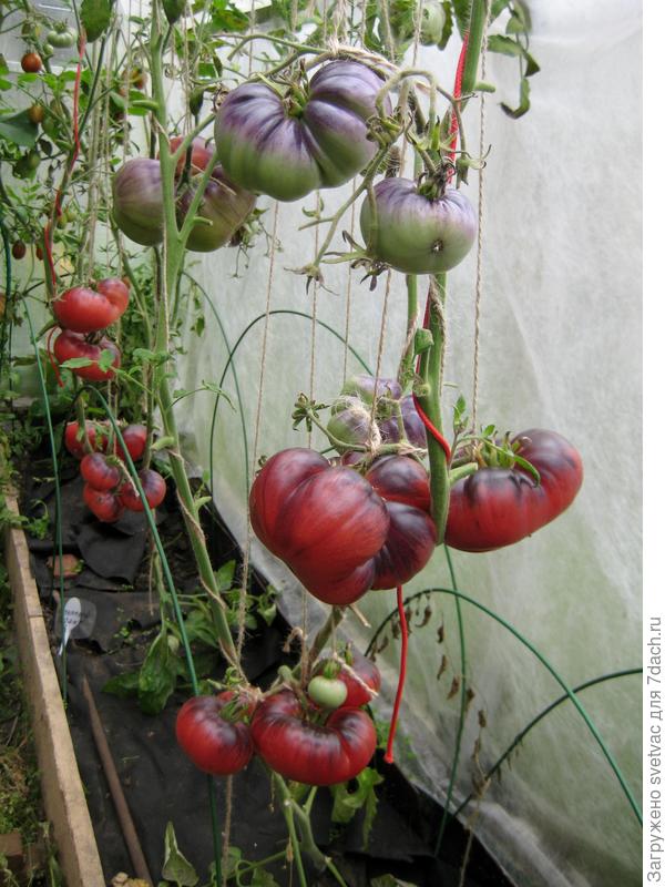 Розовый обитатель огородов — томат гигантелла: детальное описание сорта и его характеристики