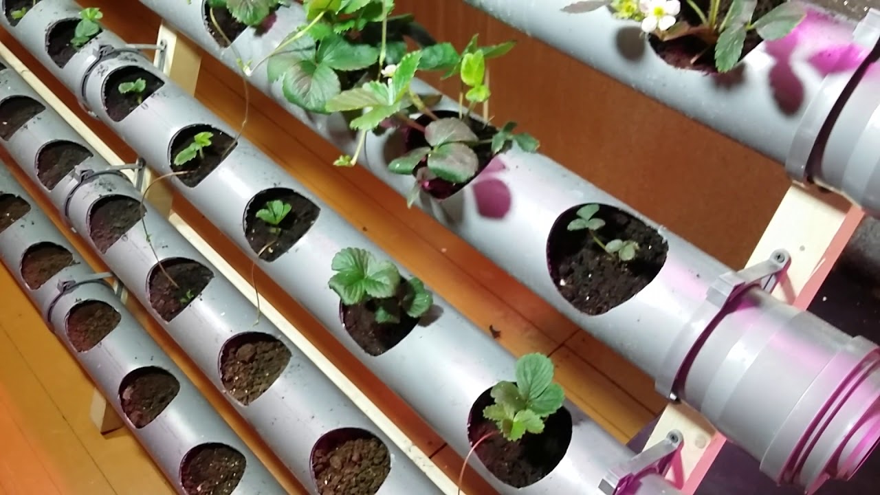 Клубника на гидропонике:  технология выращивания, выбор сорта, подготовка субстрата и создание оптимальных условий для роста (115 фото)