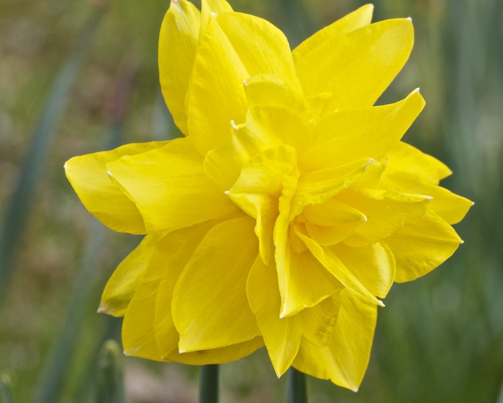 Нарцисс кум лауд: описание и характеристики сорта, посадка и выращивание, отзывы с фото