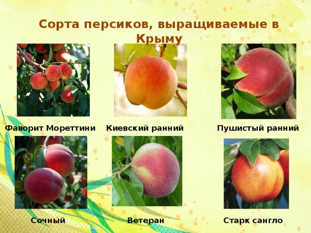 Список лучших сортов персика для выращивания на даче