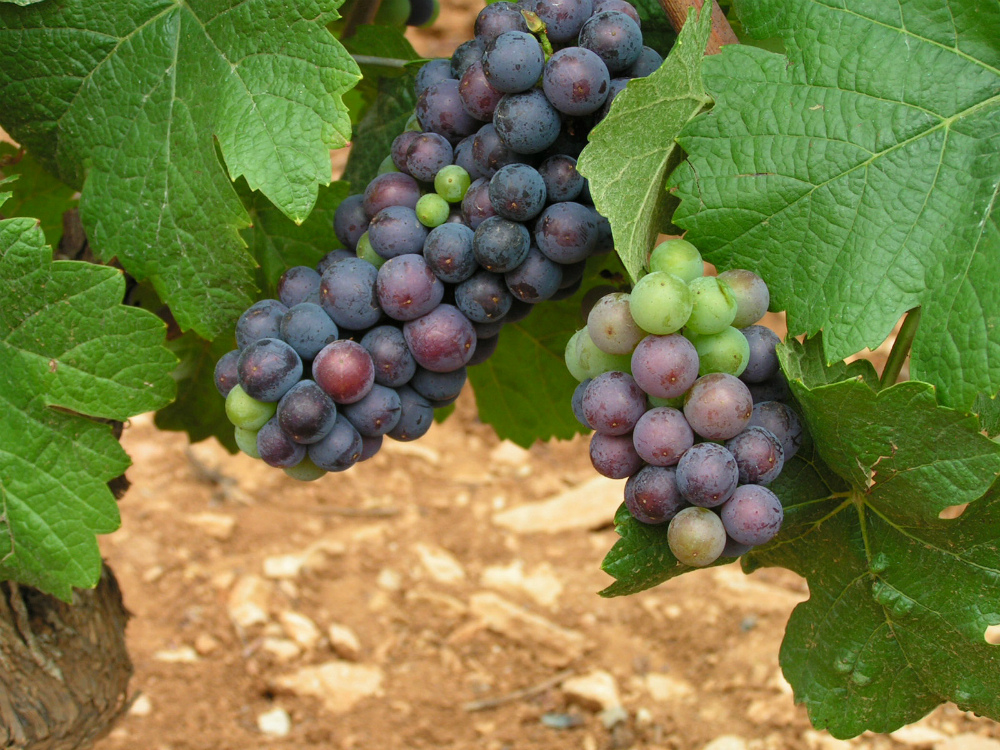 Виноград пино нуар: описание сорта, отзывы, фото