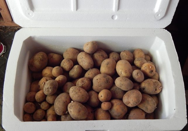 Как хранить картошку в погребе зимой: фото и видео