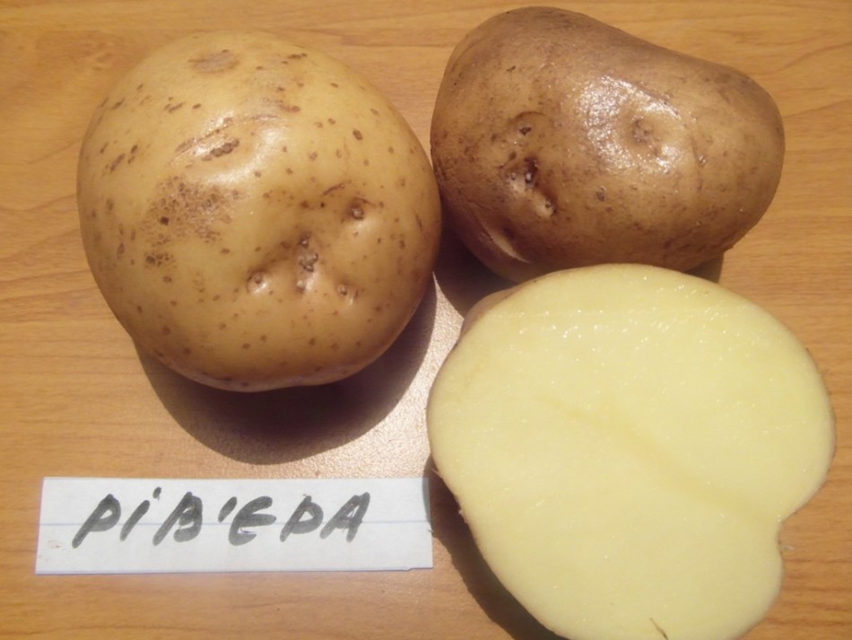 Картошка ривьера: описание сорта, характеристика, фото, отзывы
