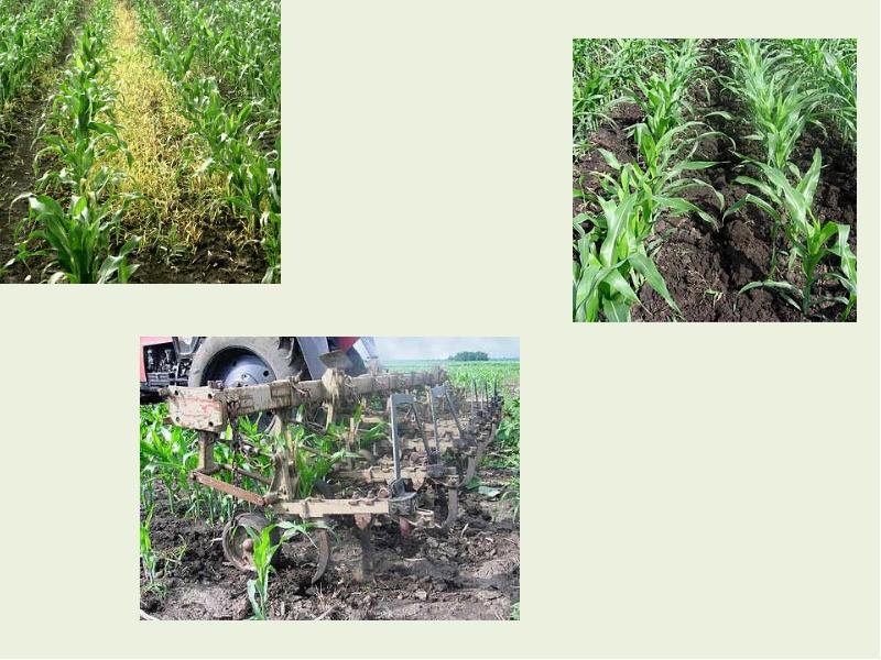 Кукуруза: посадка и уход в открытом грунте, особенности агротехники