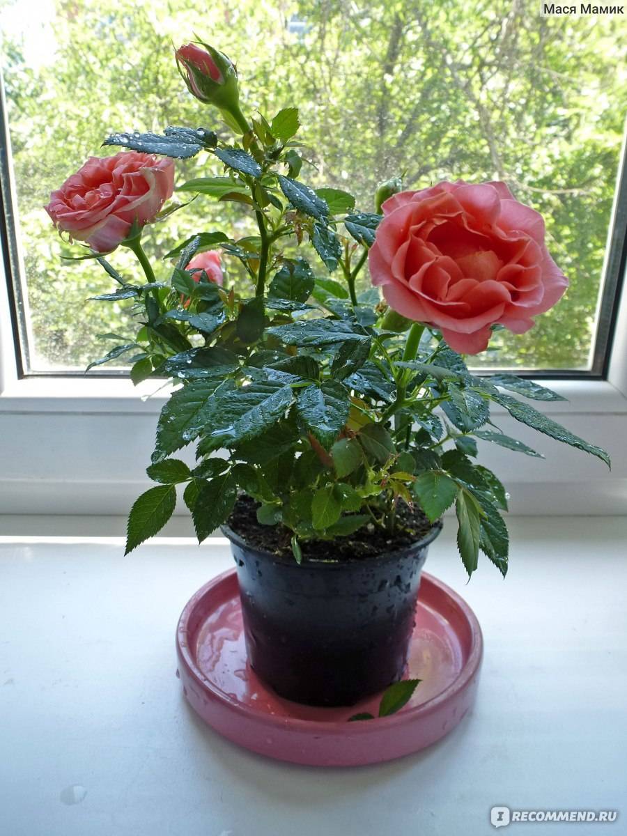 Роза комнатная уход в домашних условиях, сорта