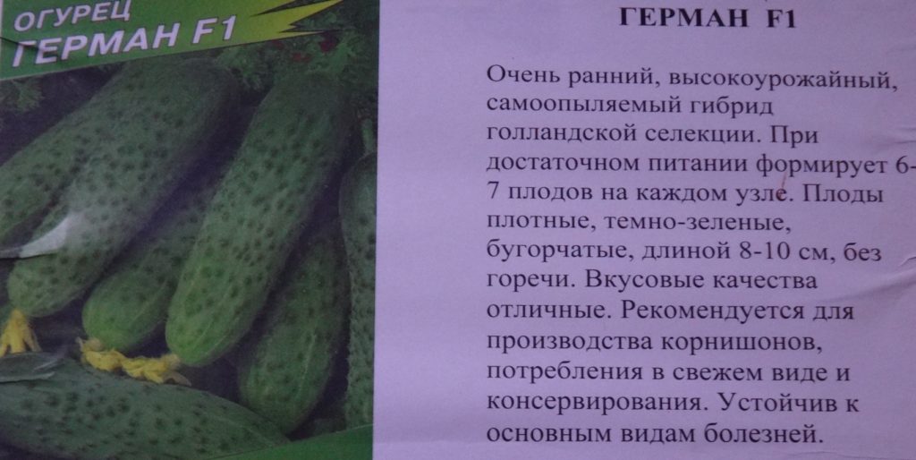 Характеристика огурцов сорта Эстафета, выращивание и урожайность