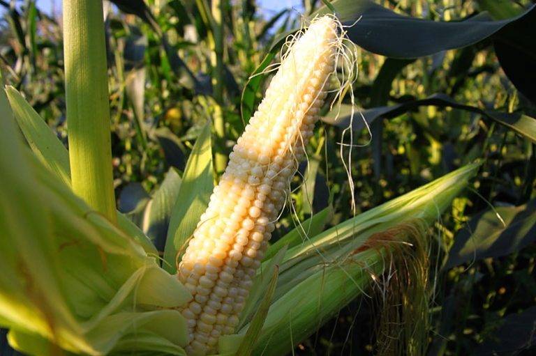 Когда сеять кукурузу на рассаду в 2021 году: сроки посадки и особенности ухода