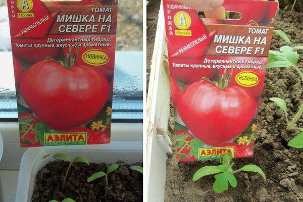 Характеристика томата Мишка на Севере и советы по выращиванию сорта
