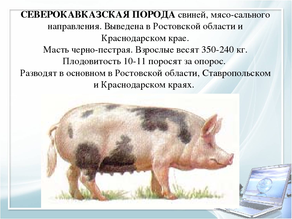 Ландрас: знакомство с мясной породой, положительные и отрицательные характеристики свиней, уход и откорм