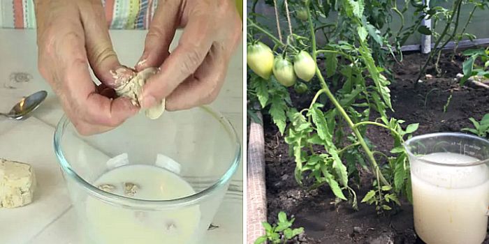 Подкормка рассады томатов в домашних условиях дрожжами