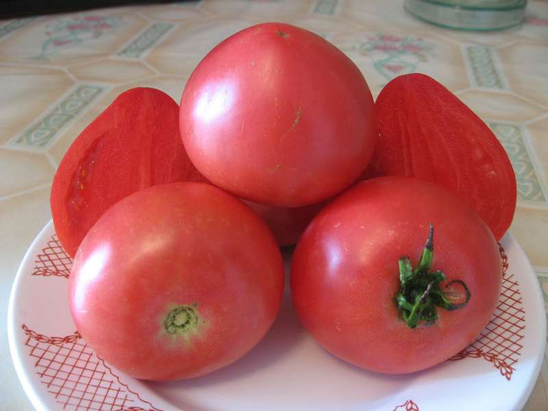 Томат "красный купол": описание сорта, характеристики помидоров, рекомендации по уходу русский фермер