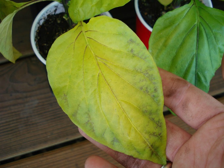 Болезнь листьев перца мозаика: фото, лечение и способы борьбы с вирусным заболеванием
