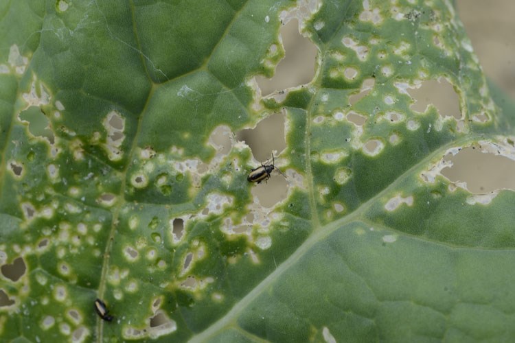 Как защитить редис от вредителей? фото и описание насекомых, рекомендации по борьбе с ними, отличия от болезней