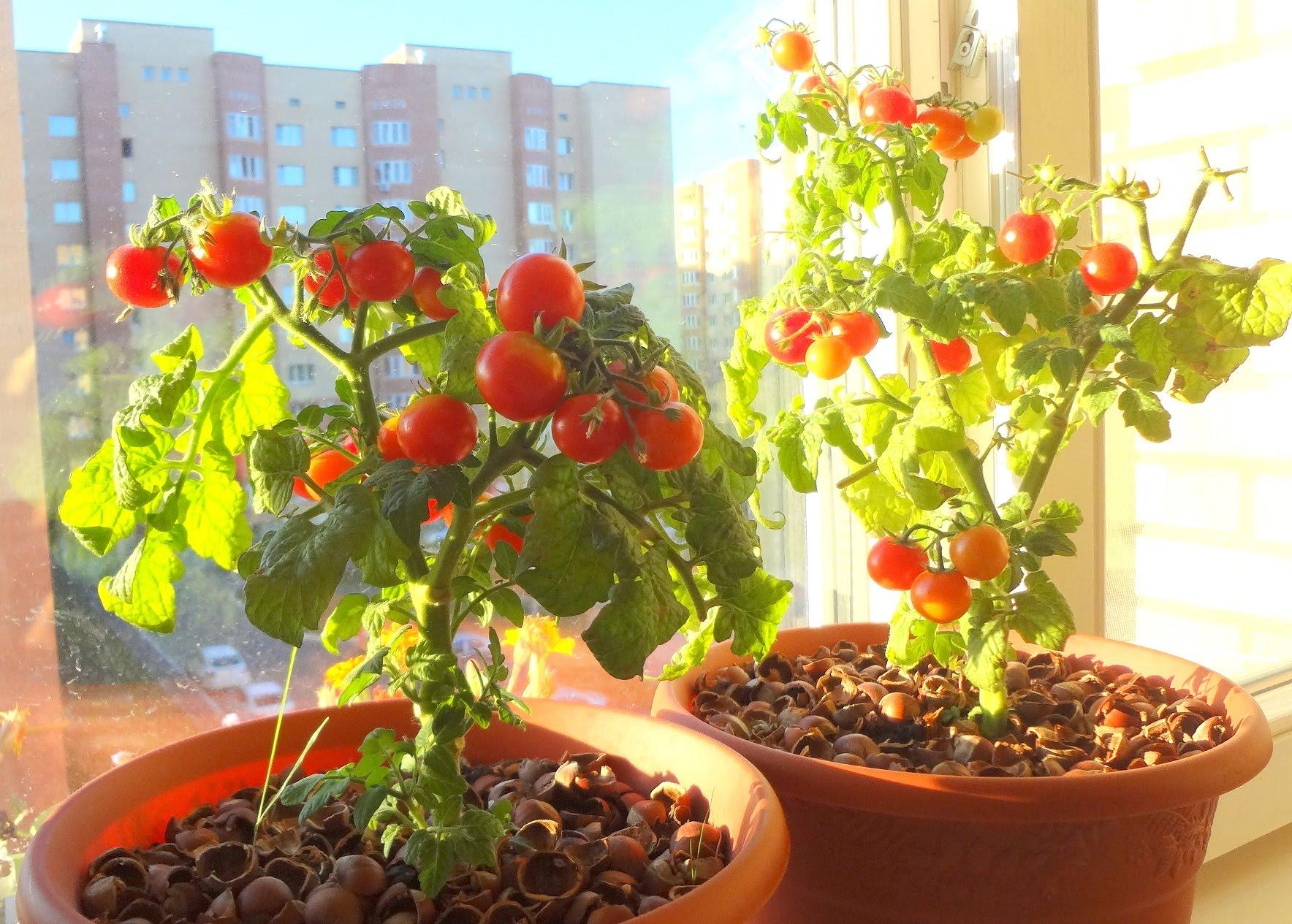Выращивание рассады томатов: пошагово в домашних условиях