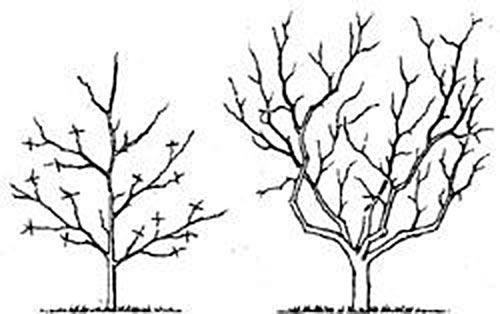 Когда обрезать грецкий орех. обрезка грецкого ореха – весной или летом? как укорачивать ветки молодых деревьев