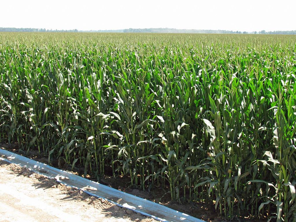 Выращивание кукурузы на зерно в открытом грунте