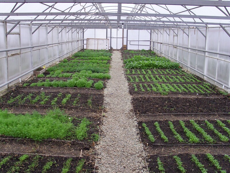 Зелень в теплице: обзор классических и нестандартных способов выращивания
