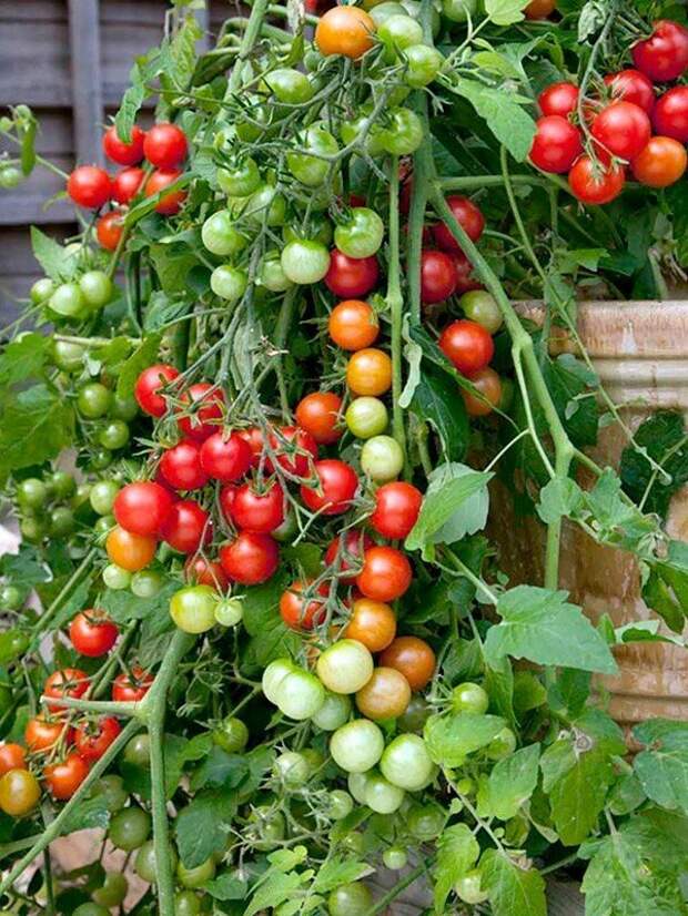 Как посадить и вырастить помидоры на балконе: лучшие сорта и пошаговая инструкция