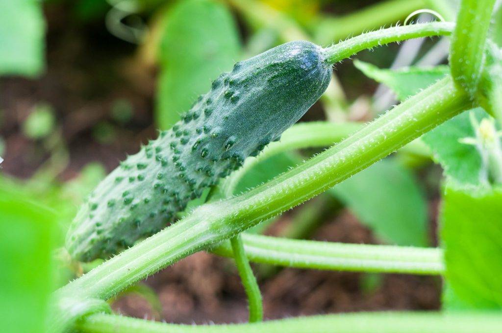 Огурец атос f1: описание сорта, фото, отзывы садоводов