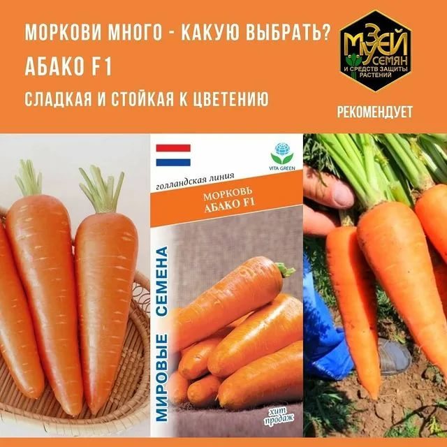 Характеристика и описание гибрида моркови абако f1, выращивание и уход