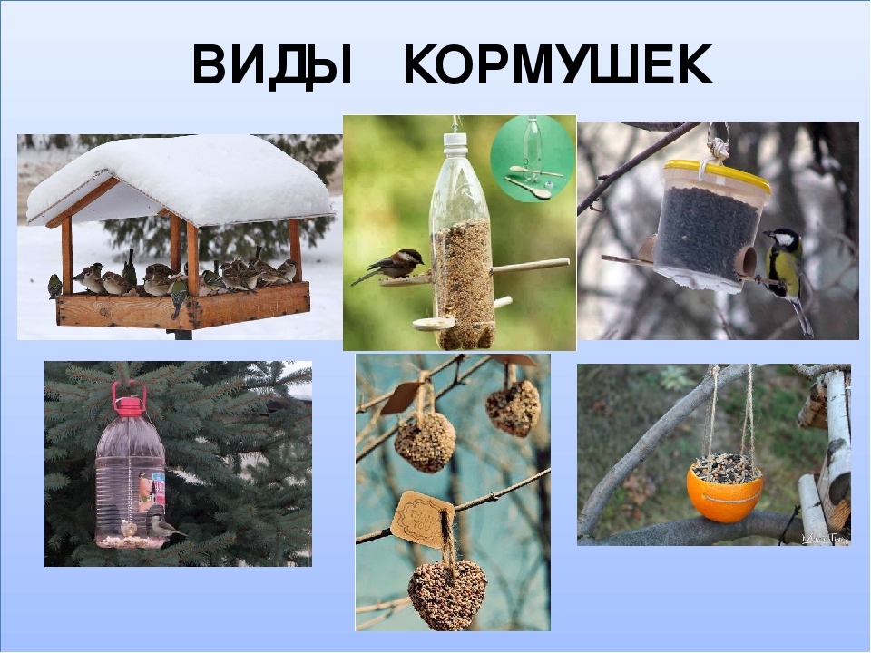 Проект кормушка для птиц введение