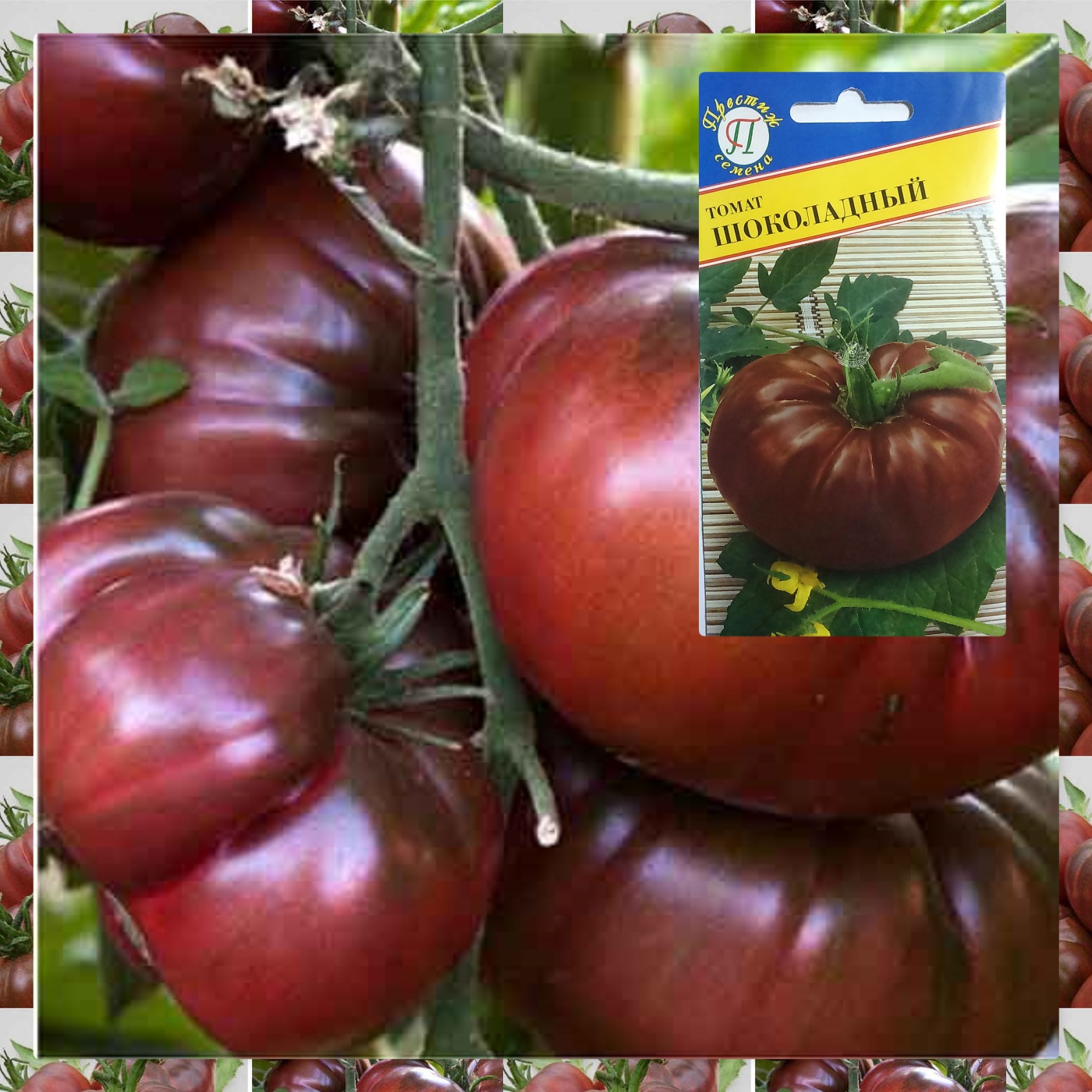 Лучшие сорта томатов для юга россии в открытом грунте - про сорта