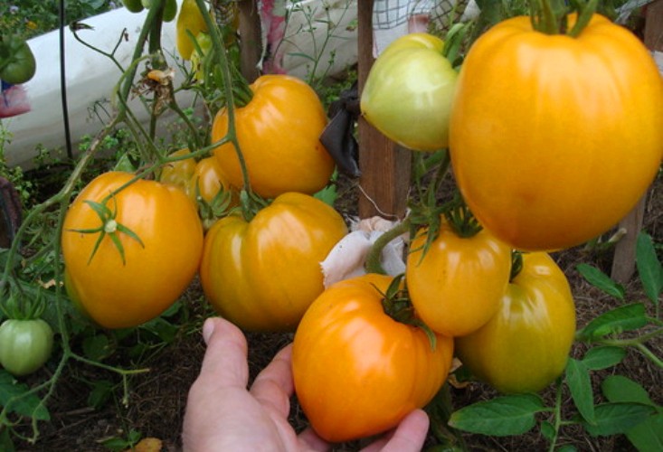 Томат оранжевая клубника: описание сорта, отзывы, фото