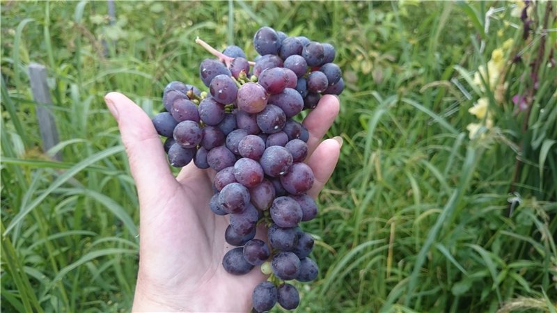 Виноград в сибири для начинающих: посадка и уход, обрезка