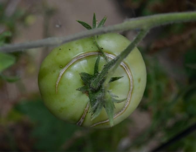 Почему трескаются помидоры в теплице при созревании | zelenysad.ru