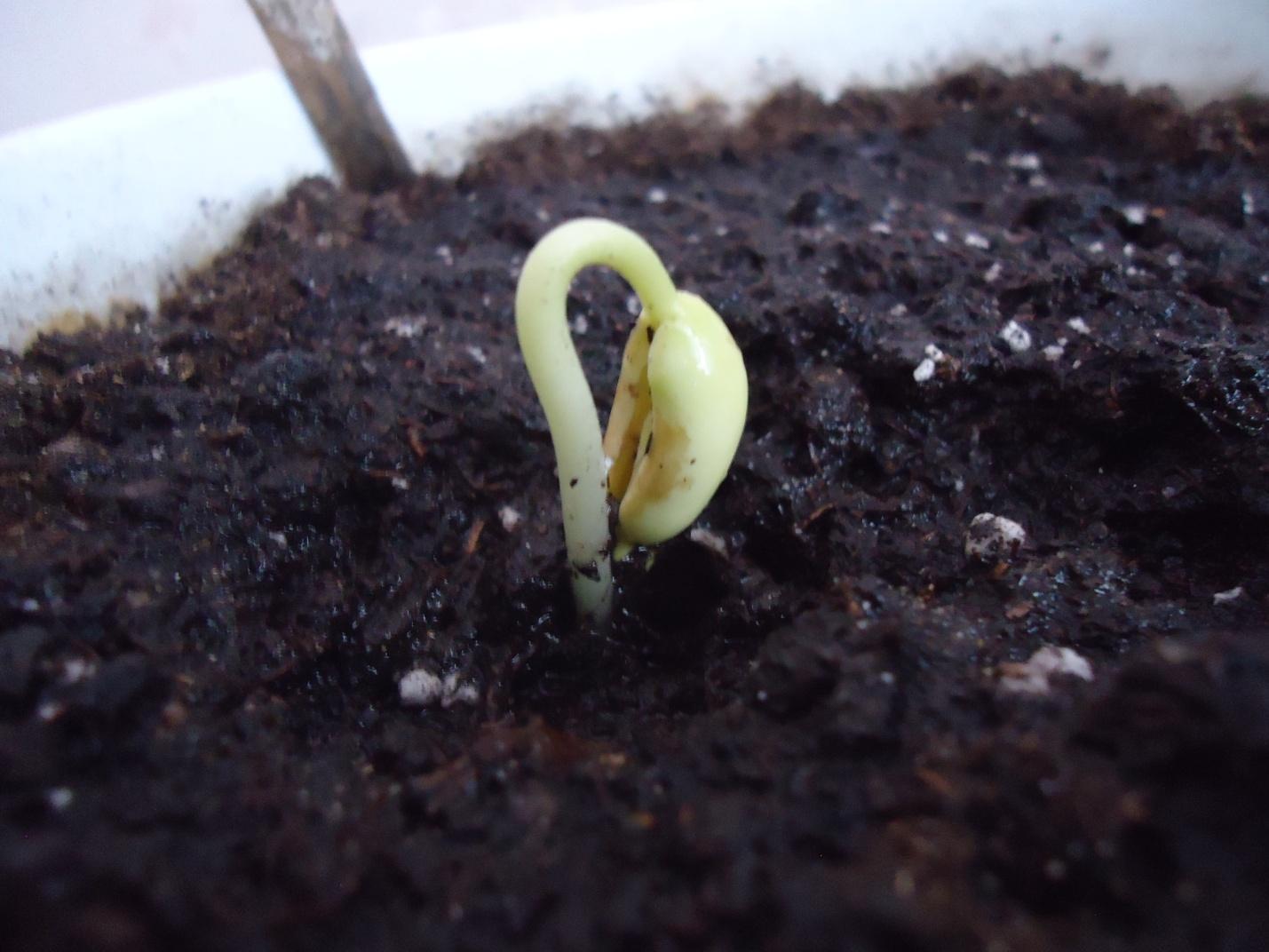 Как вырастить фасоль в домашних условиях: быстрые способы проращивания бобов, использование ростков