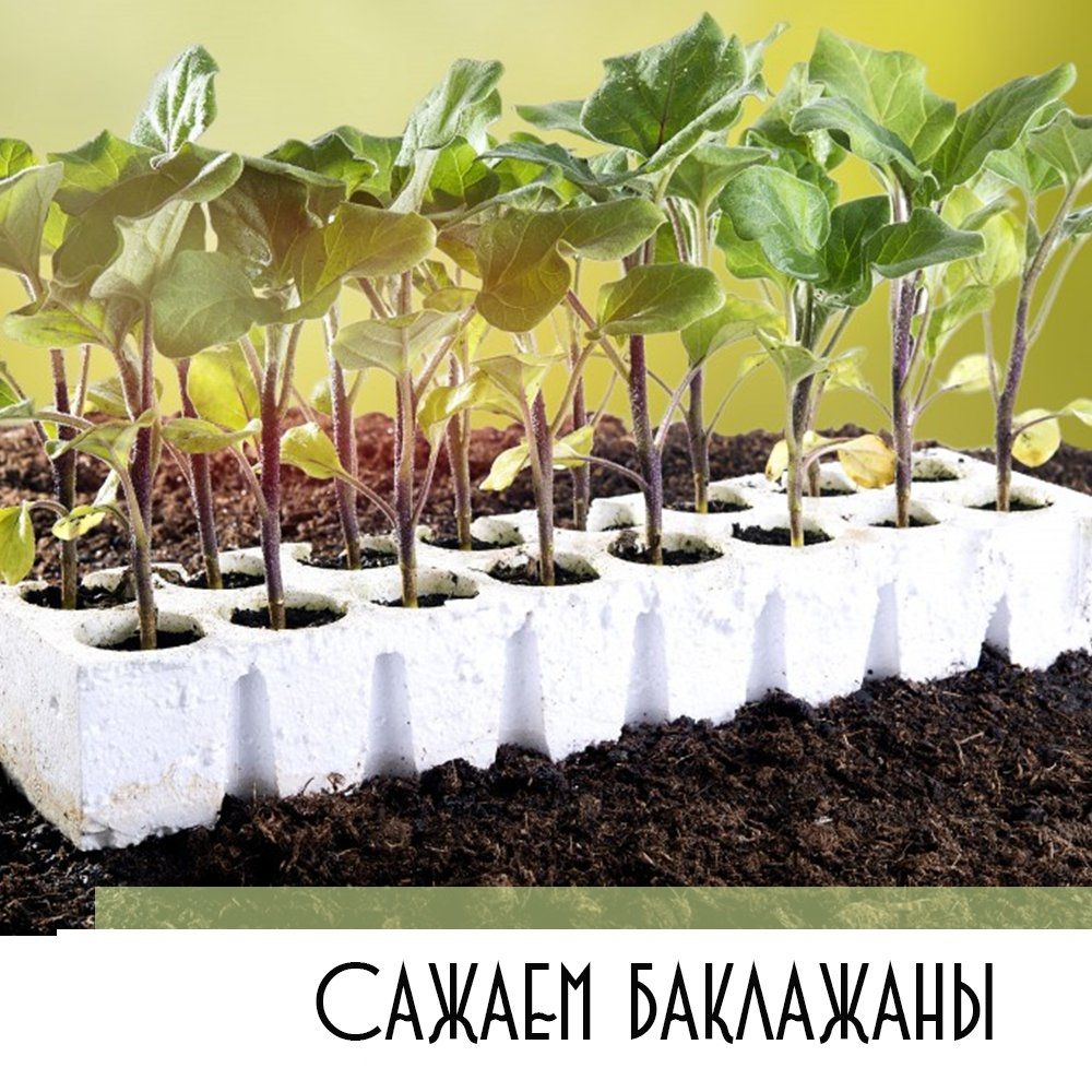 Выращивание рассады баклажанов в домашних условиях. когда сажать? фото — ботаничка.ru