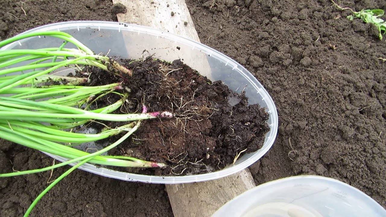 Лук-порей: выращивание и уход от посева семян до сбора урожая
