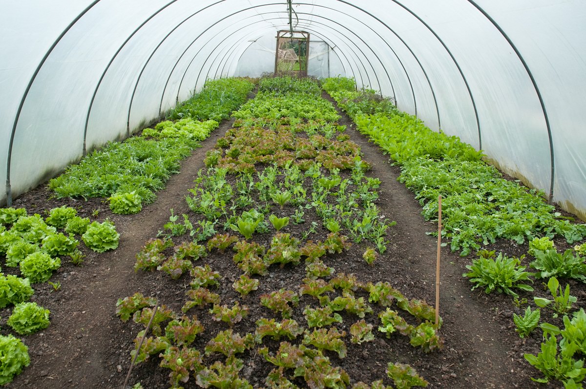 Выращивание зелени в теплице зимой