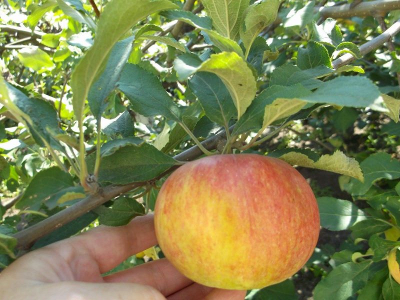 Штрифель - сорт яблок осеннее полосатое (штрейфлинг, полосатка) - описание