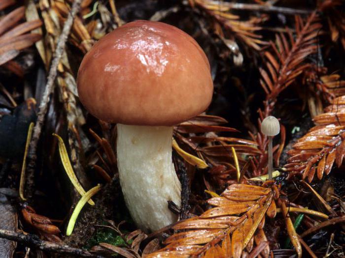Мокруха еловая — малоизвестный гриб