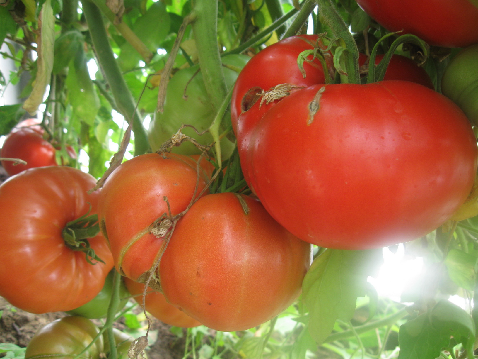 Пламя агроописание сорта томата, характеристики помидоров, посев