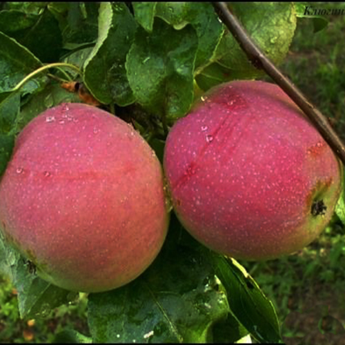 Описание сорта яблони конференция: фото яблок, важные характеристики, урожайность с дерева