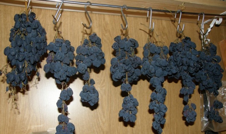 Как хранить зимой виноградные чубуки. как сохранить черенки винограда зимой до весны | дачная жизнь