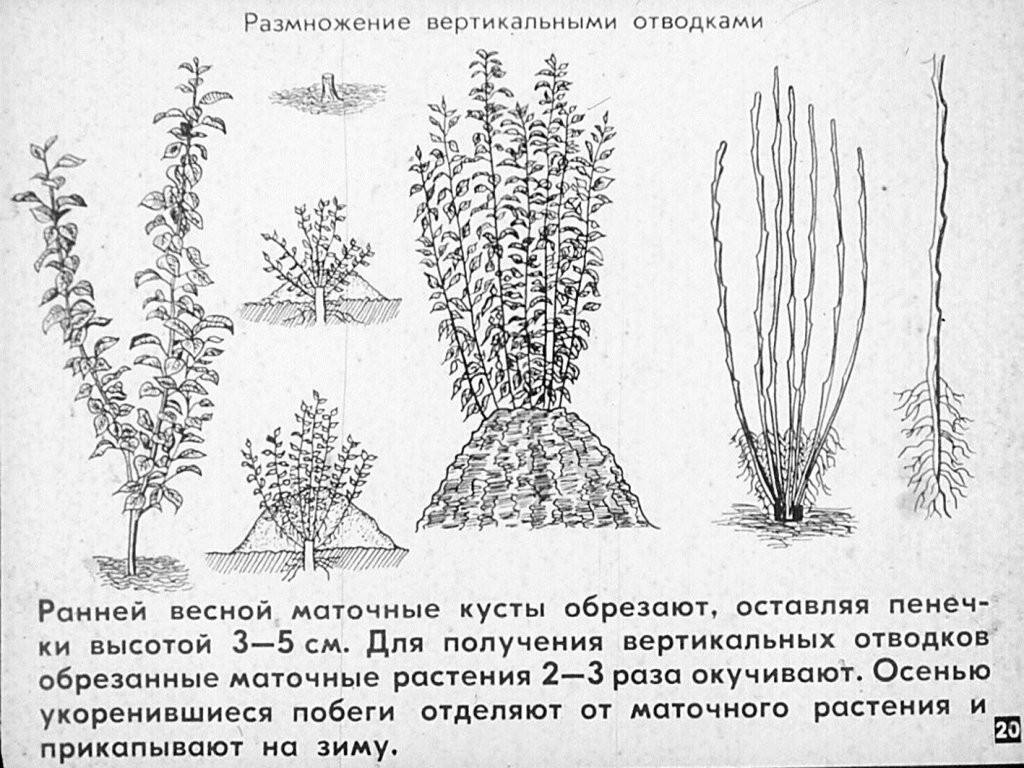 Смородина  — выращивание на дачном участке, тонкости и нюансы