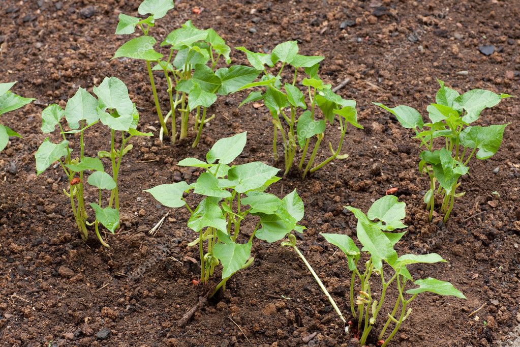 Как посадить фасоль в открытый грунт: семена, почва, проращивание