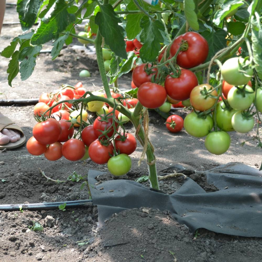 Мой огород 3. моя коллекция крупноплодных томатов - страна мам