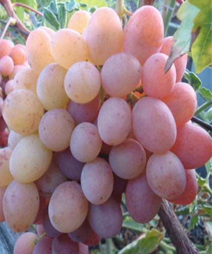Виноград рубиновый юбилей: что нужно знать о нем, описание сорта, отзывы