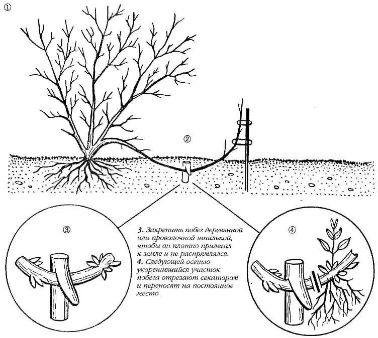 Утепление деревьев на зиму: материалы для утепления, особенности утепления в регионах, сроки