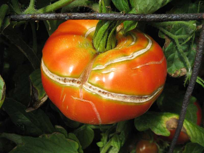 Трескаются помидоры в теплице: при созревании, красные, зеленые, почему так происходит, профилактика, лечение, фото, видео