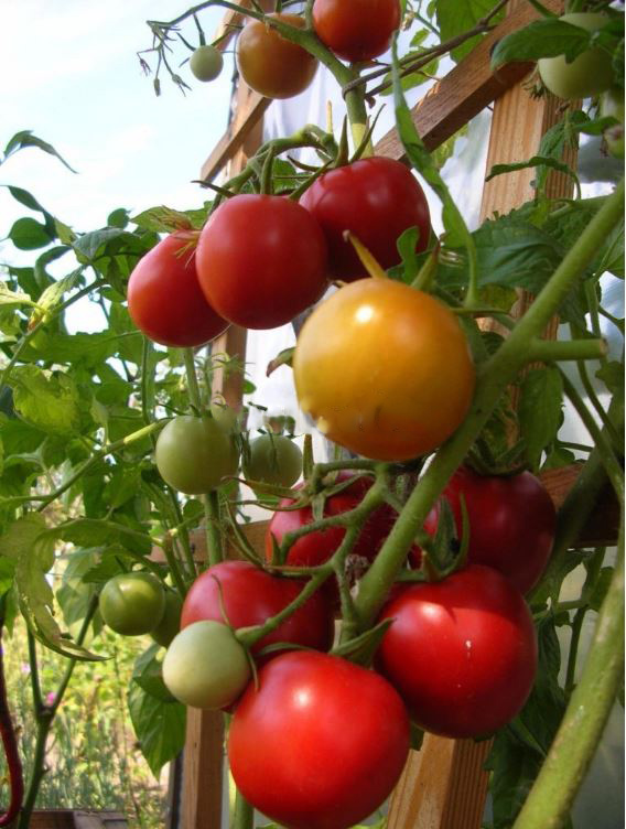 Описание сорта томата ричи, и его характеристики – дачные дела