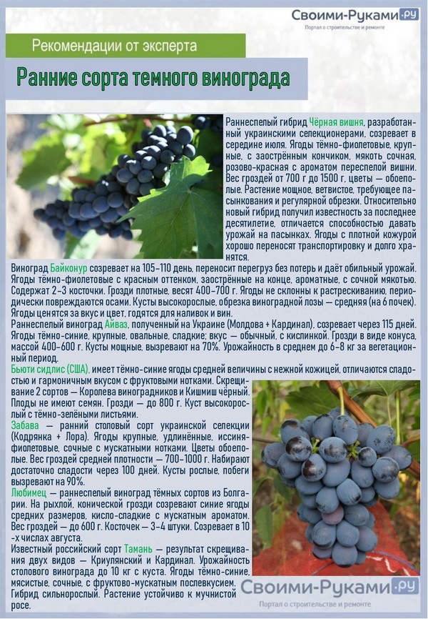 Виноград кодрянка: отзывы, фото, описание и характеристика сорта, выращивание, обрезка, посадка и уход