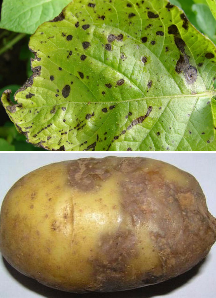 Альтернариоз картофеля: описание, лечение и профилактика